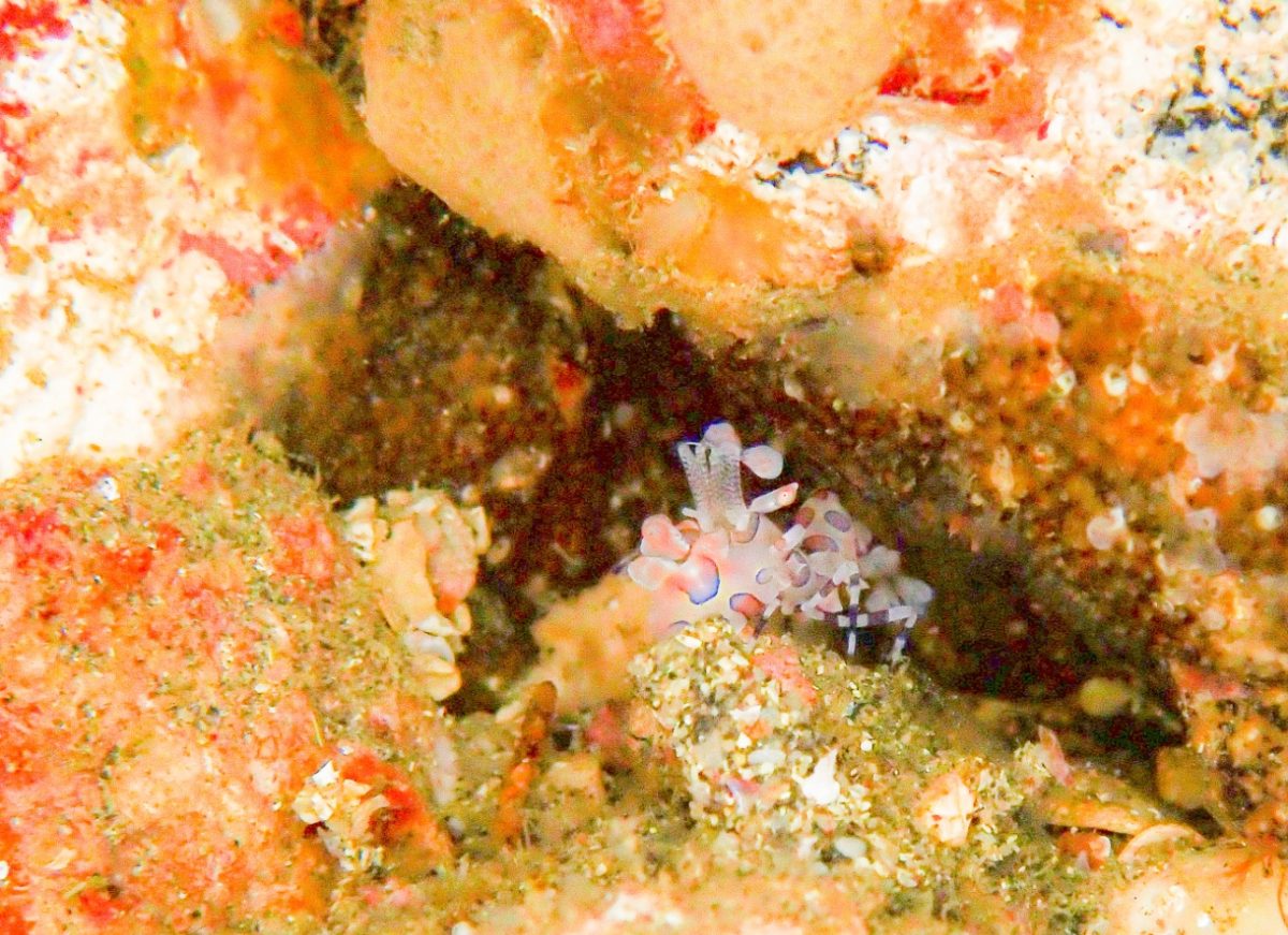 Namidea こちらも絶好調ヨコバマツアー!