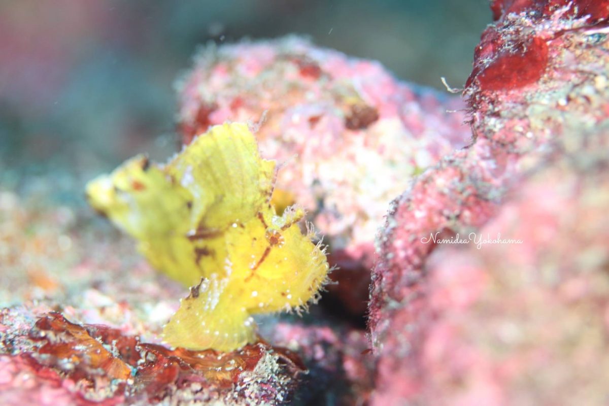 富戸 ハダカハオコゼ