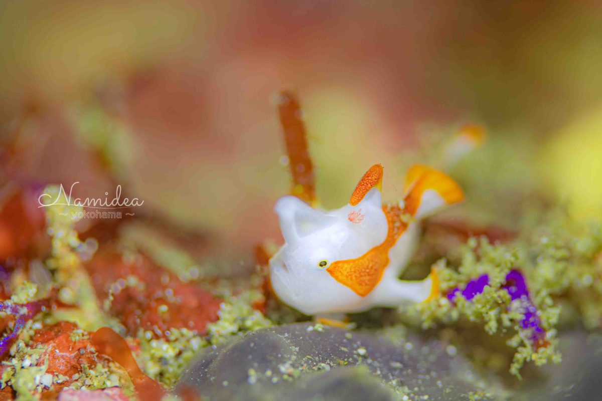 Namidea年末カメラ日記!