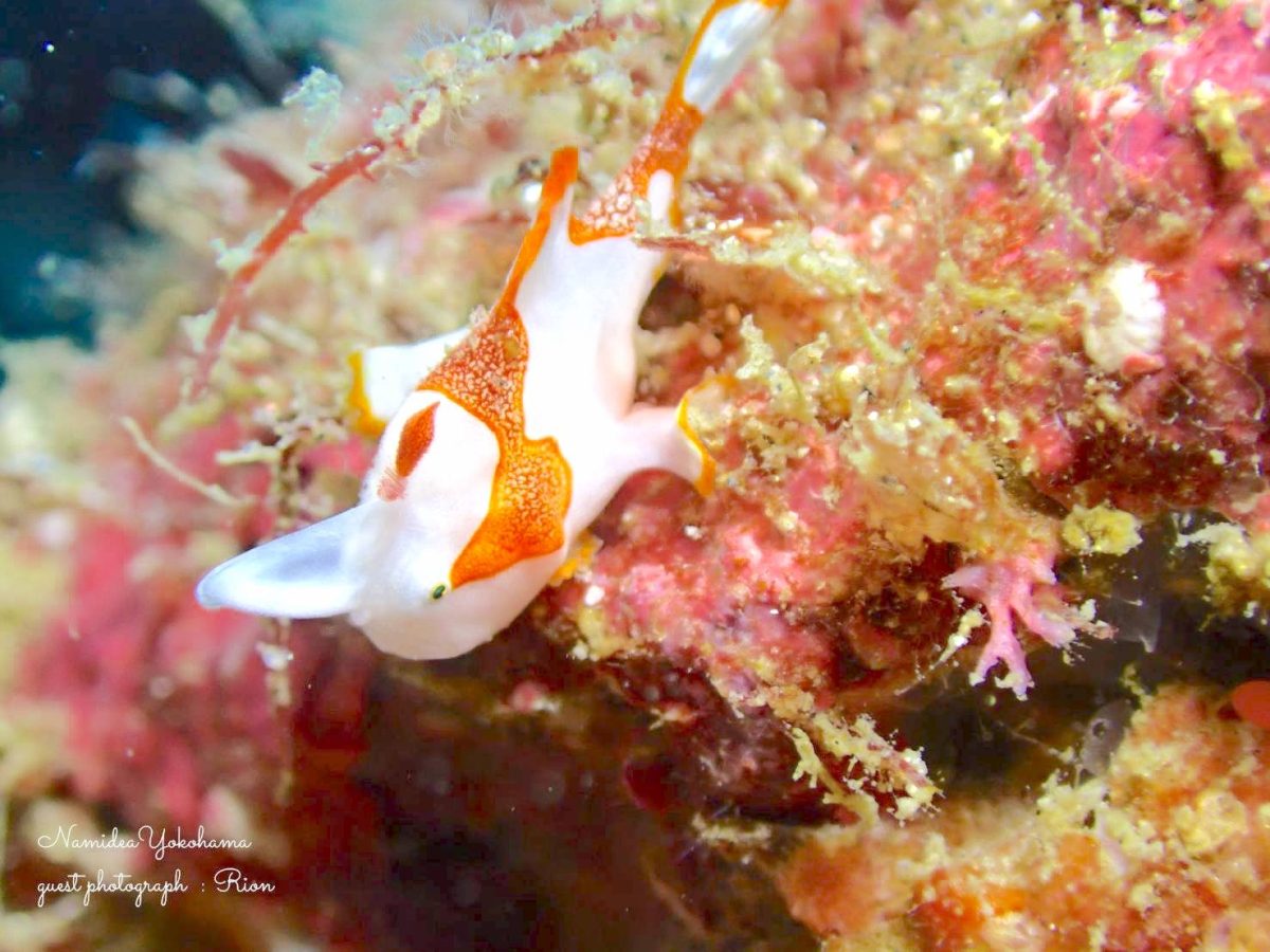 白いクマドリカエルアンコウ