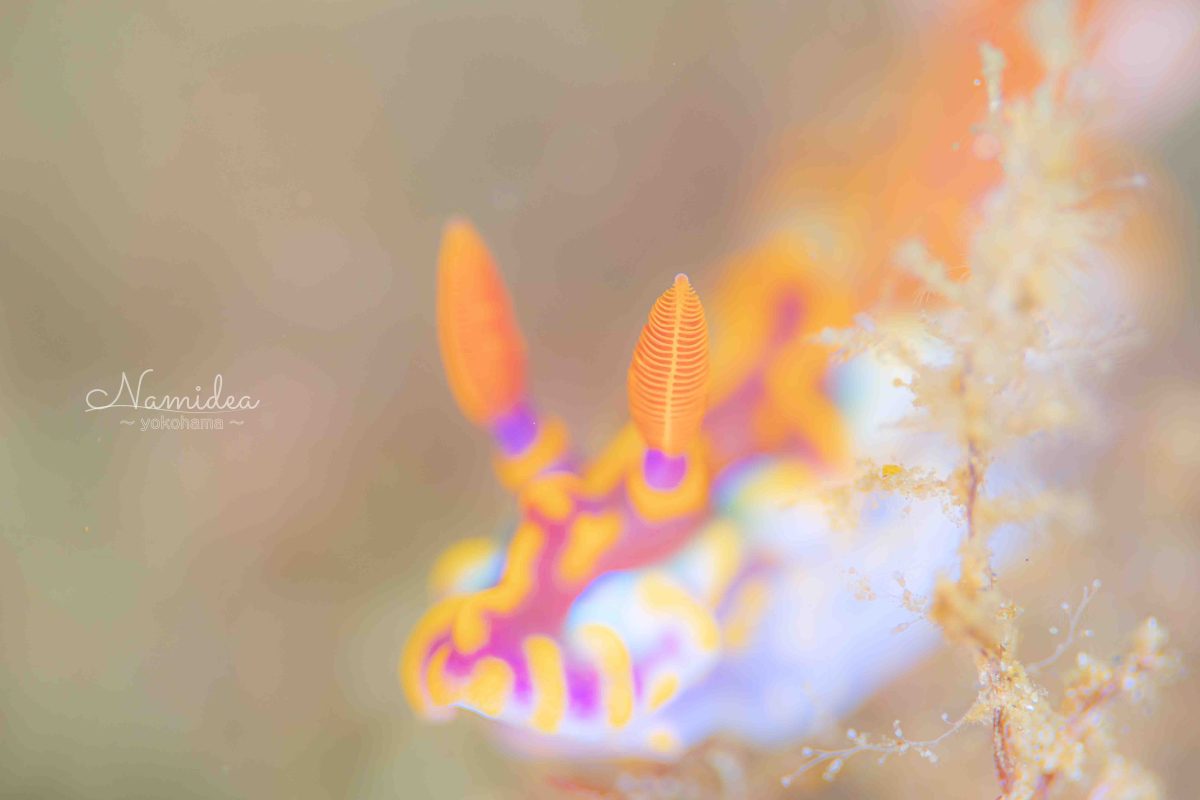 Namidea明日は忘年会！