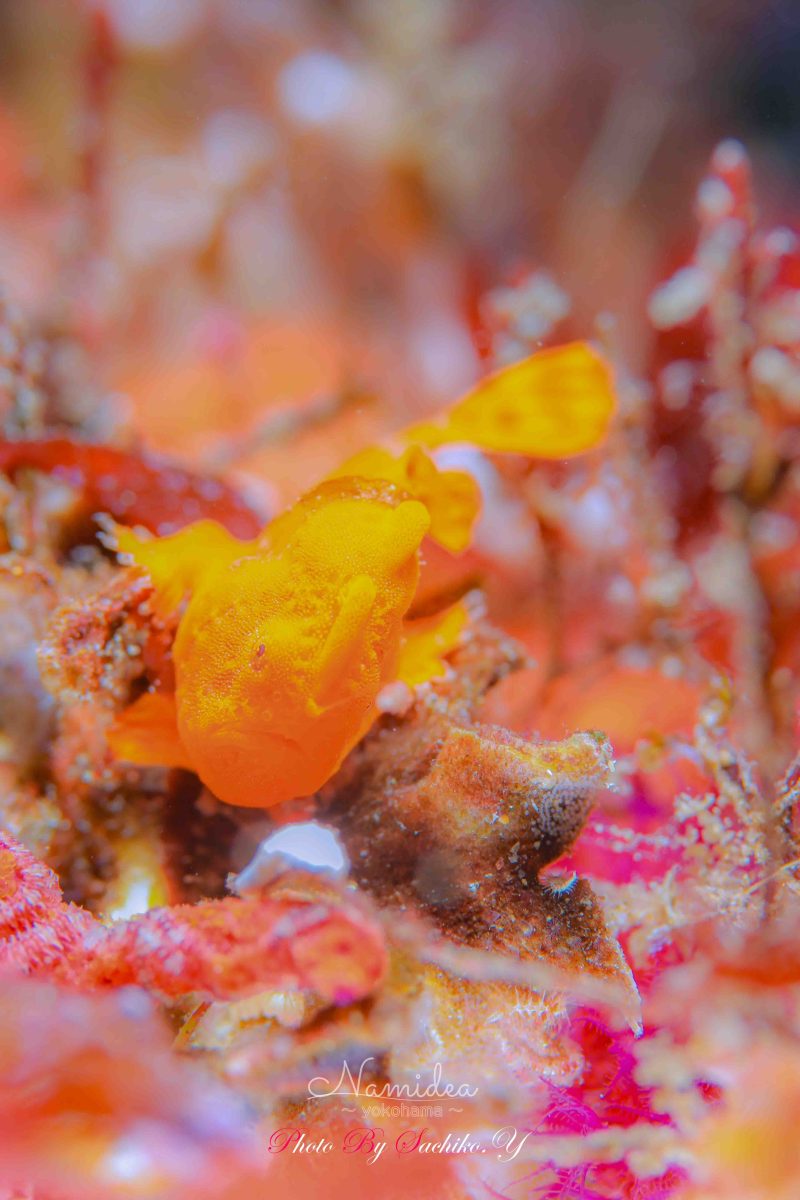 Namidea 只今北川絶好調!