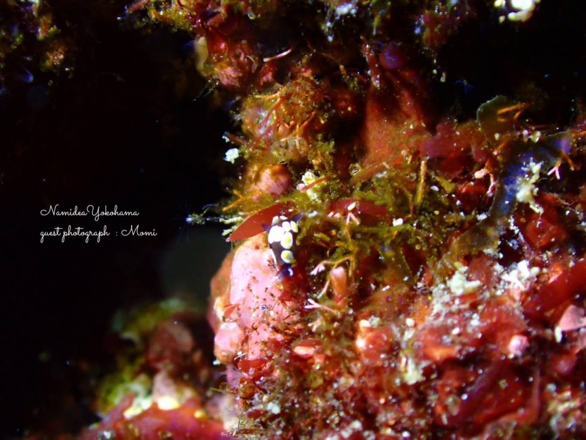 トンプソンアワツブガイ