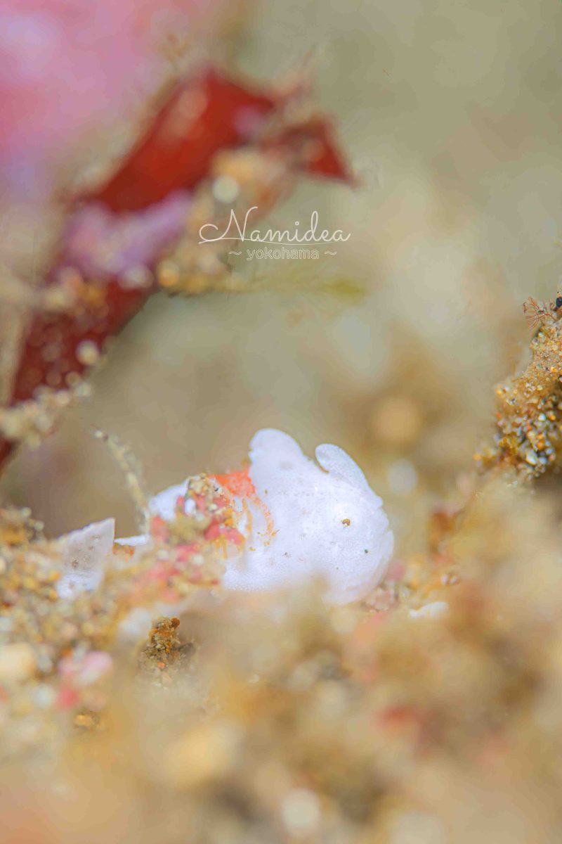 Namidea明日は忘年会！