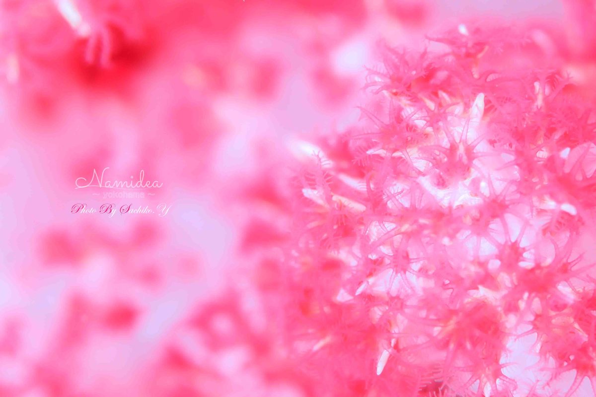 Namidea 只今北川絶好調!