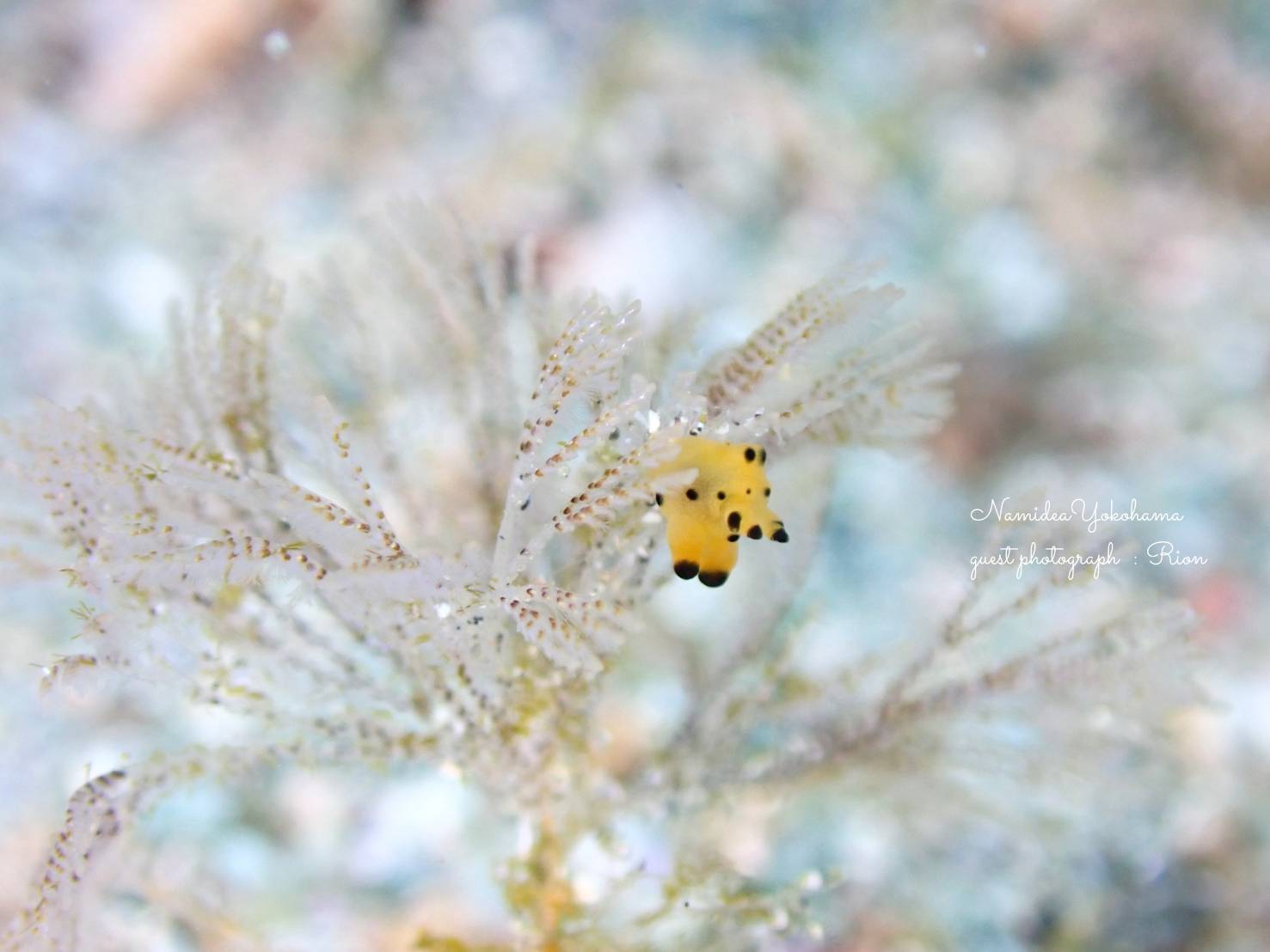小さなカンナツノザヤウミウシ