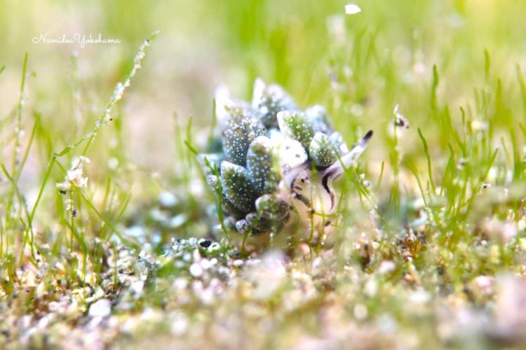 城ヶ島 オオアリモウミウシ