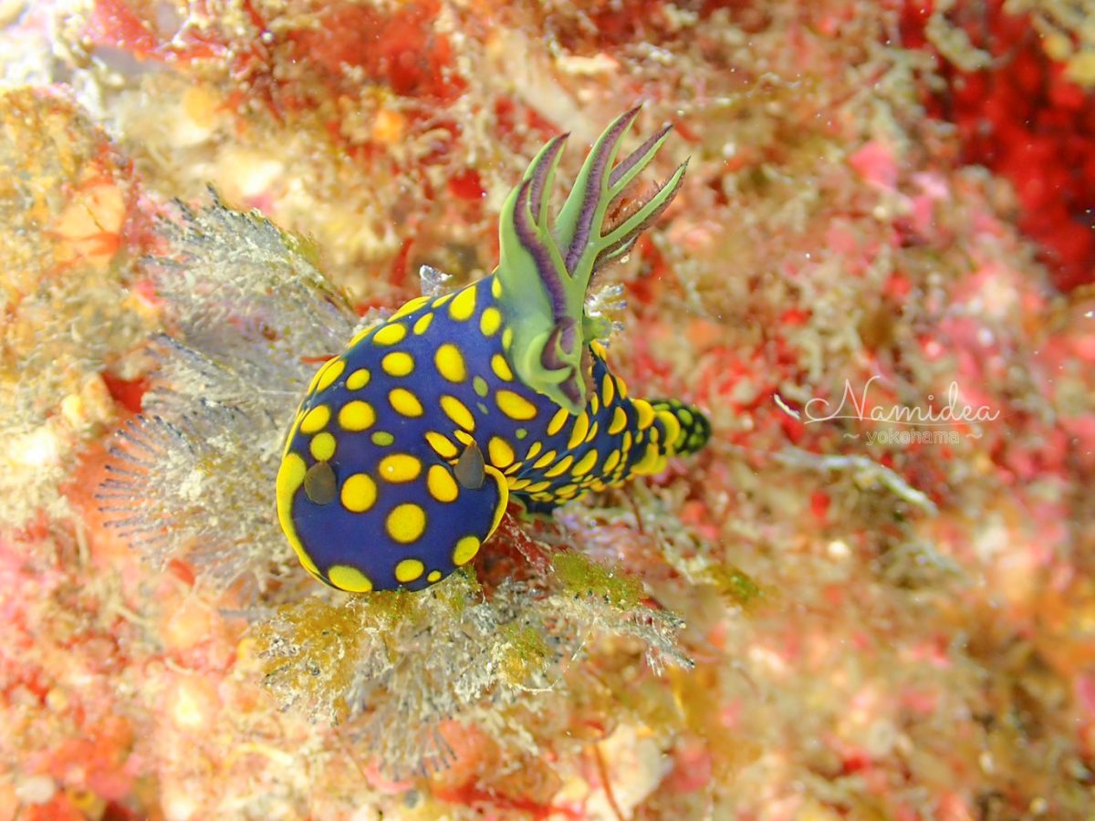 久しぶりのかっちゃまボート!