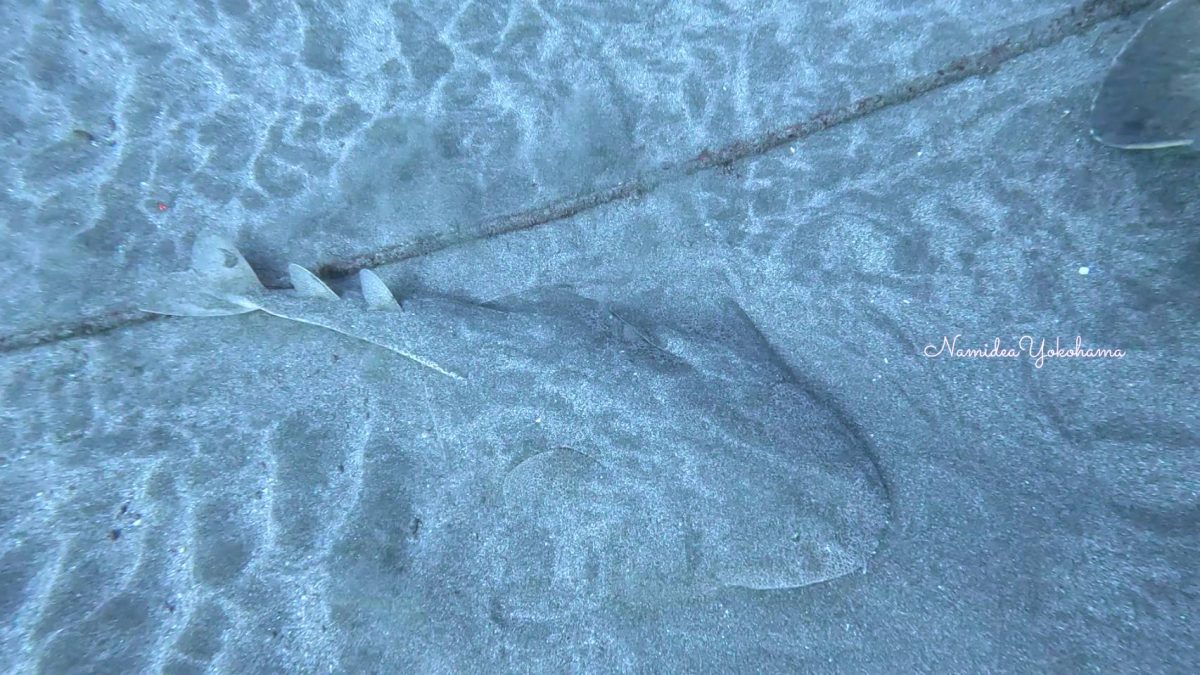 伊戸　カスザメ