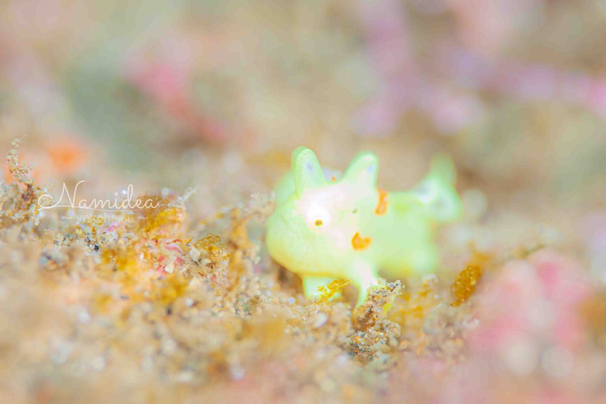 Namidea 今日は二人でお店番👍