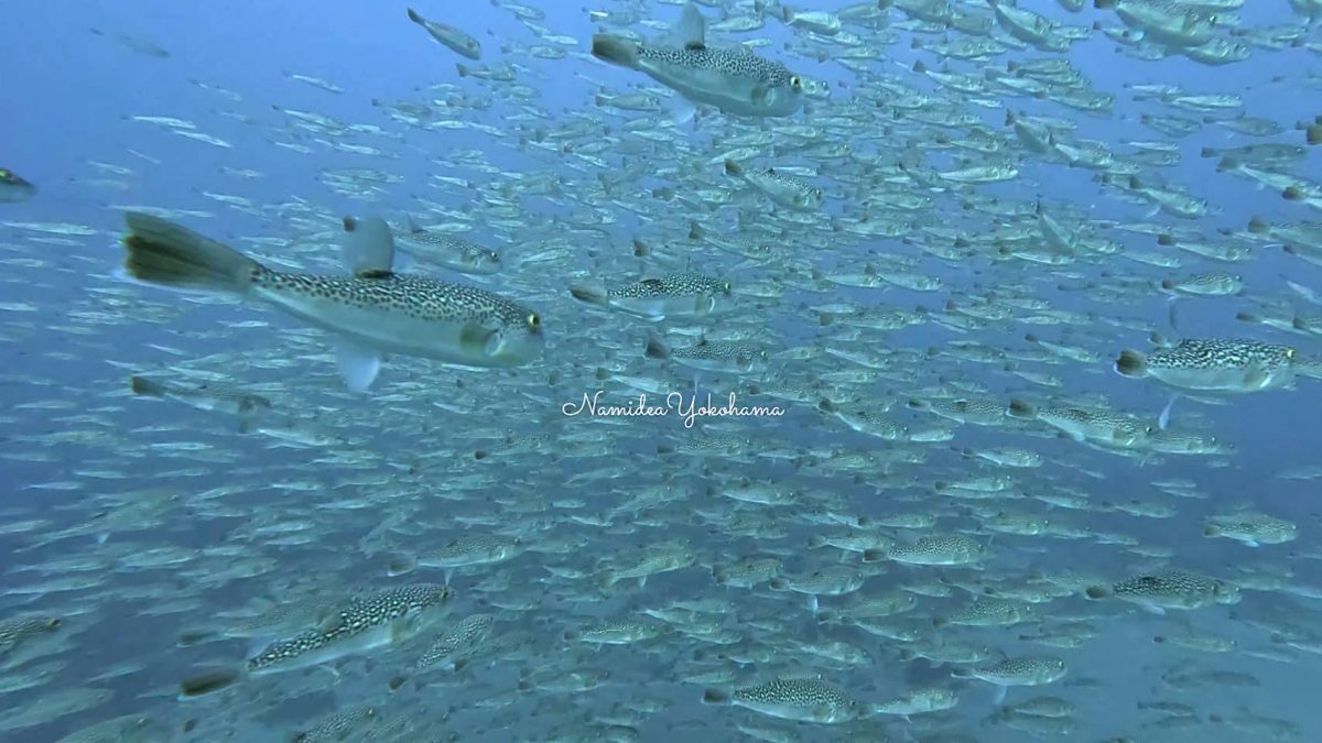 伊戸　ショウサイフグ