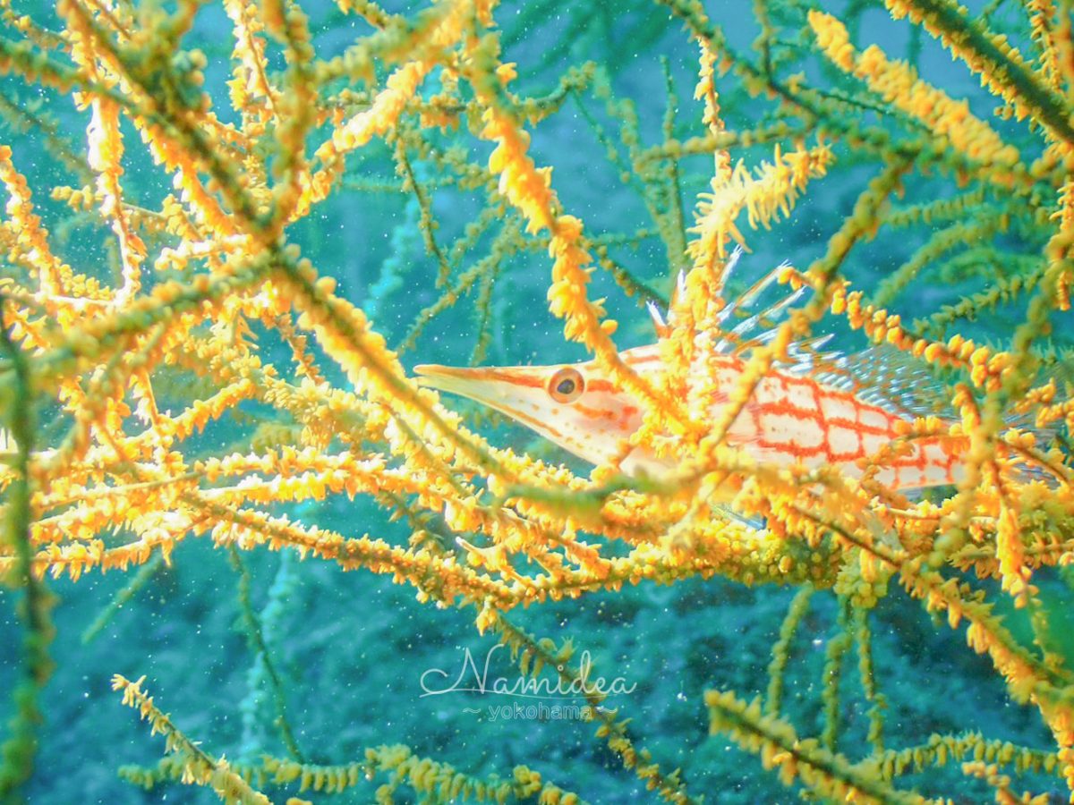 久しぶりのかっちゃまボート!