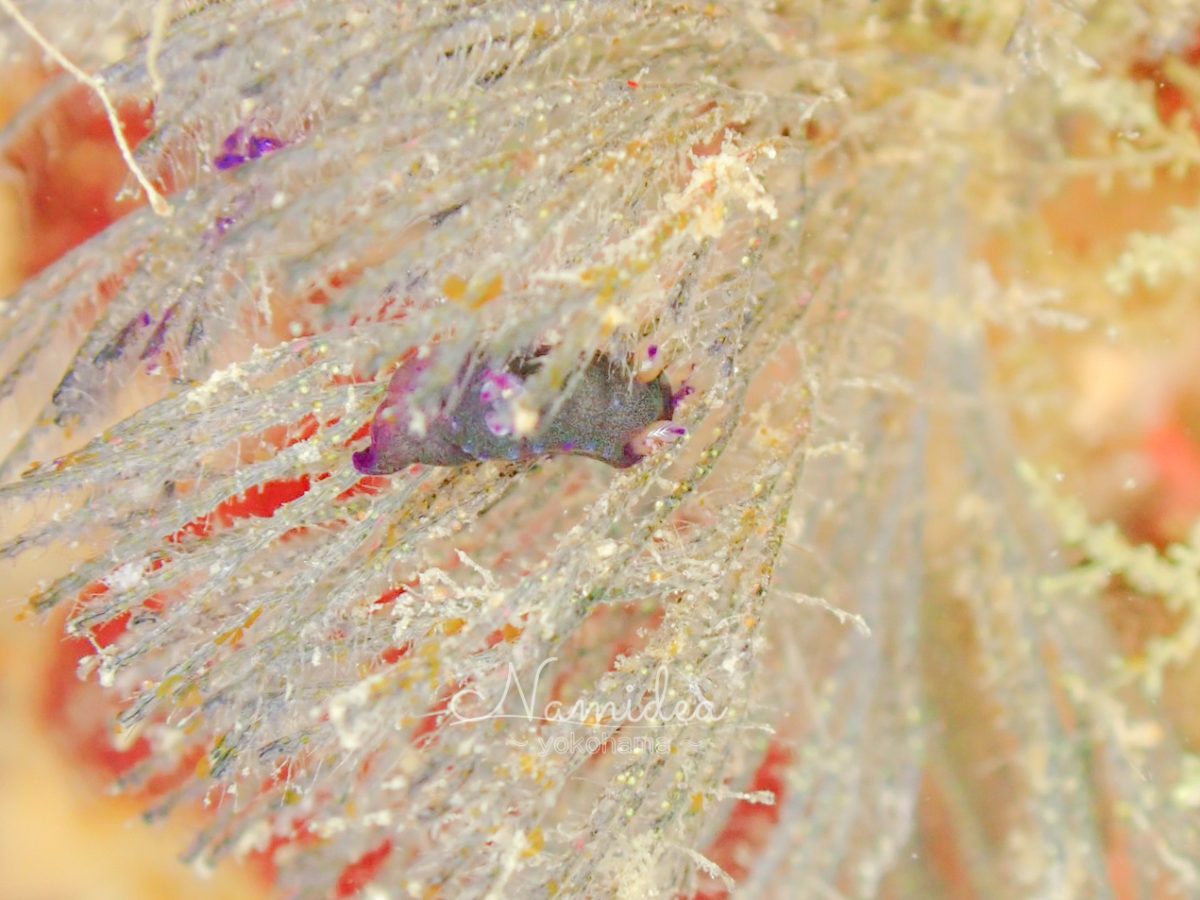 久しぶりのかっちゃまボート!