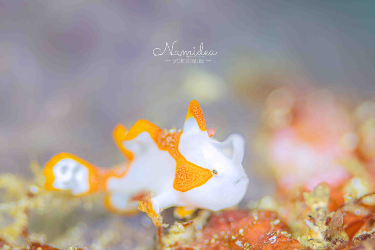 Namidea 2024年最初のダイバー誕生！