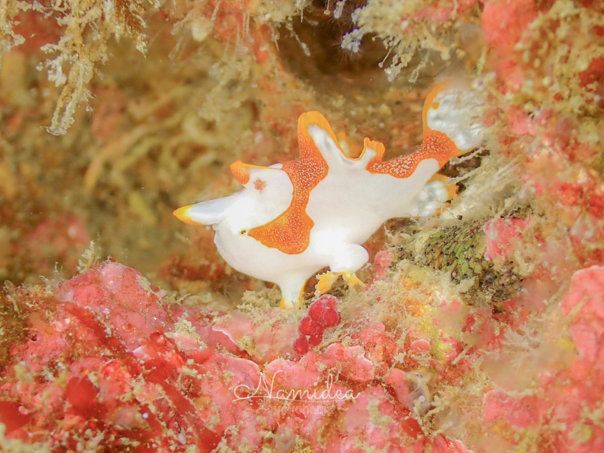 久しぶりのかっちゃまボート!