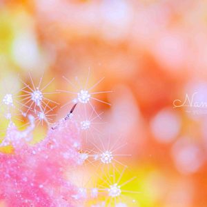 Namidea 2024年成人の日！