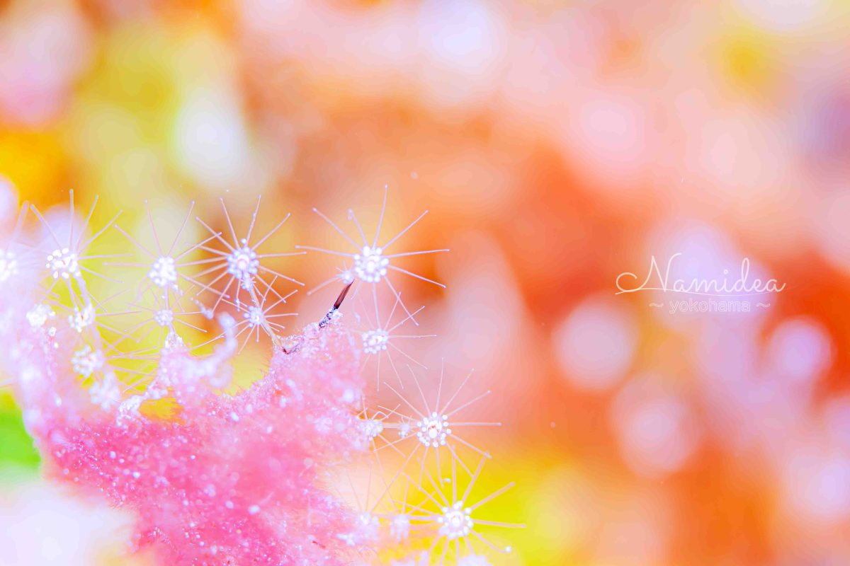 Namidea 2024年成人の日！