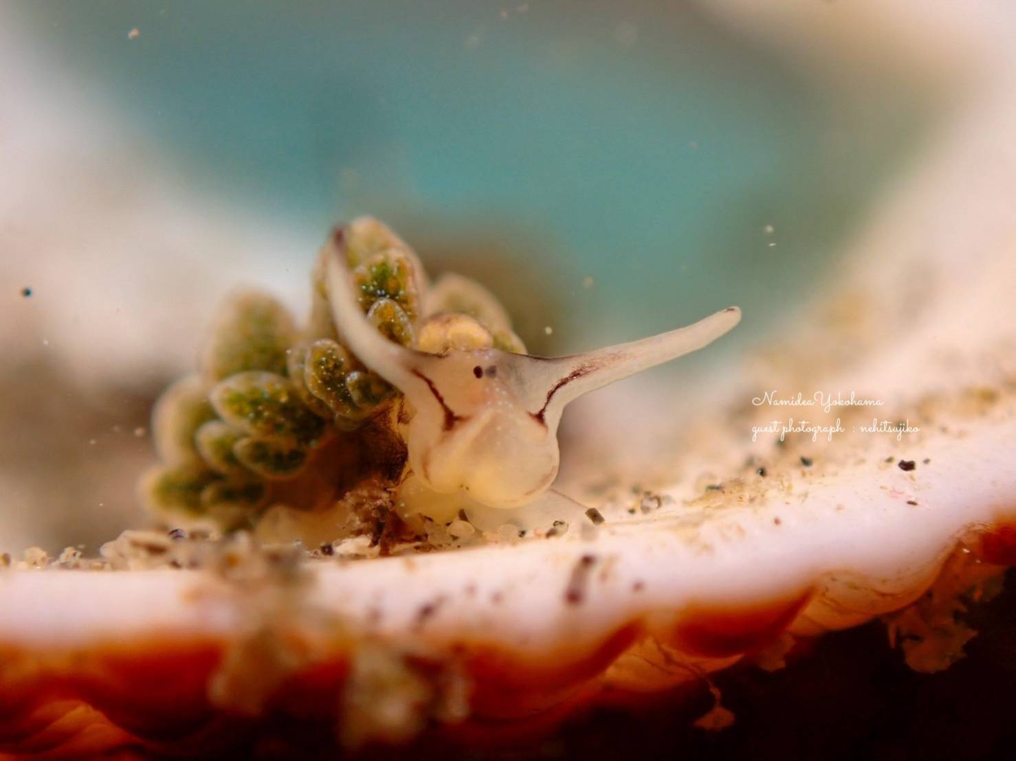 オオアリモウミウシ