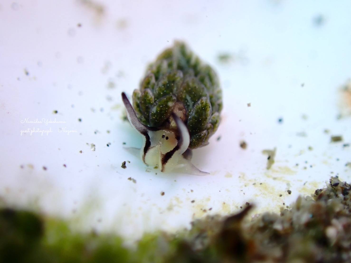 城ヶ島 オオアリモウミウシ