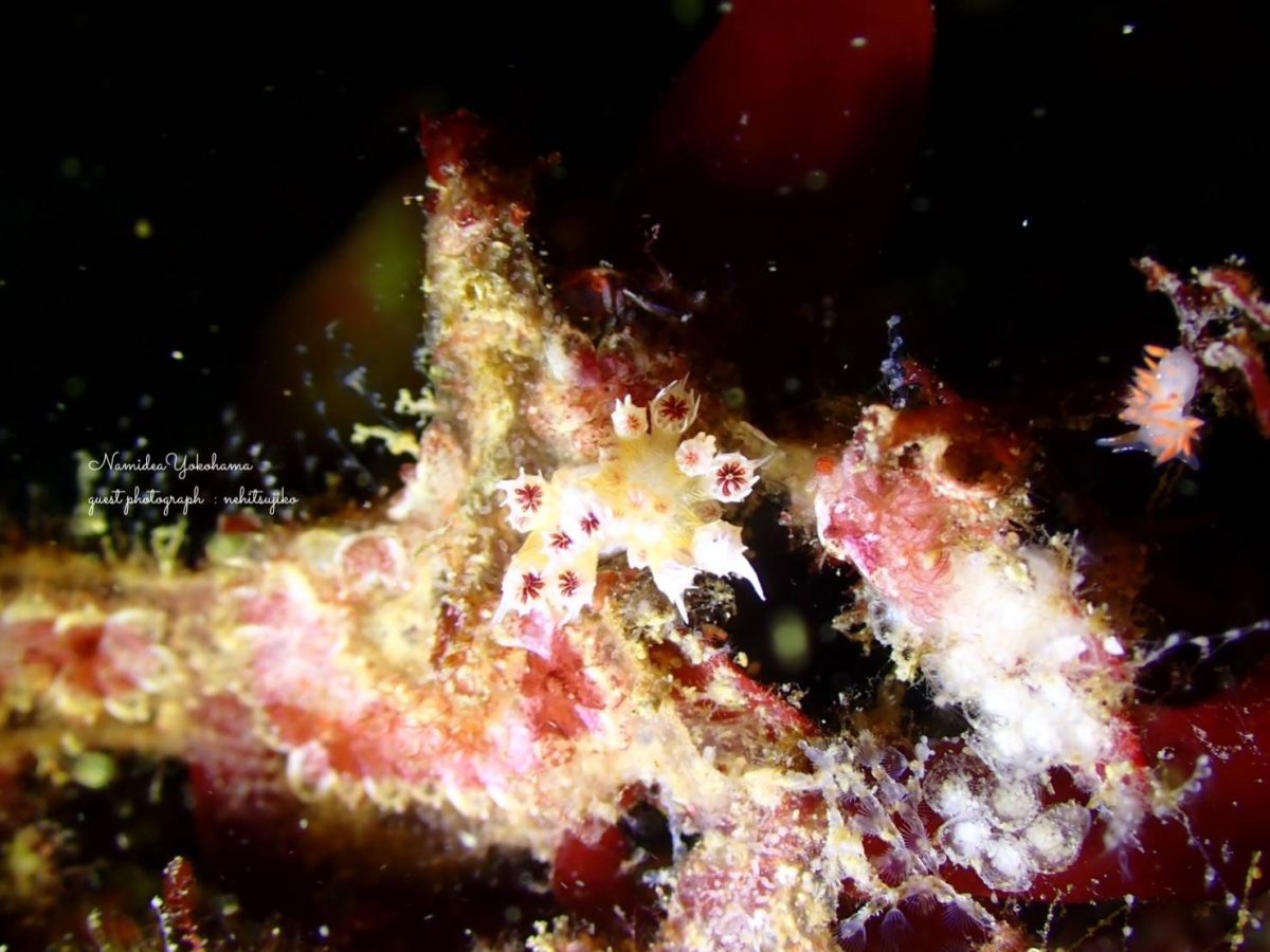 ウミウシが撮れていなかった