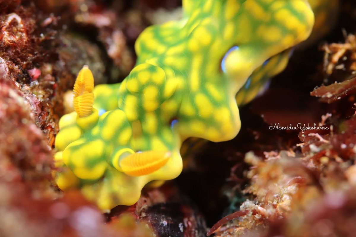 北川 ミアミラウミウシ