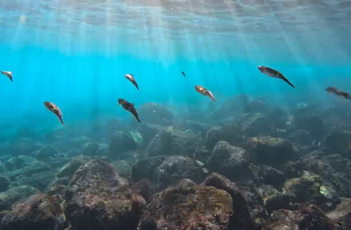 Namidea 江之浦ビーチでMyDRYデビューツアー!