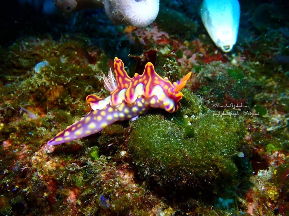 城ヶ島 ミアミラウミウシ