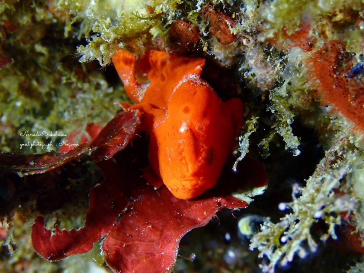 城ヶ島 イロカエルアンコウ