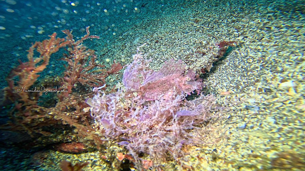 江の浦 ボロカサゴ