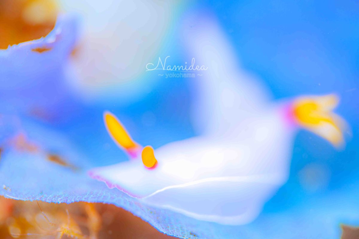 Namidea 週末の始まり！