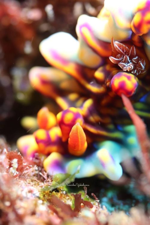 北川 ミアミラウミウシ