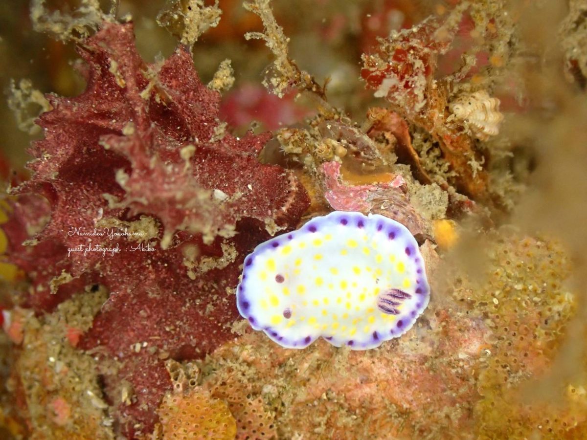 コモンウミウシ