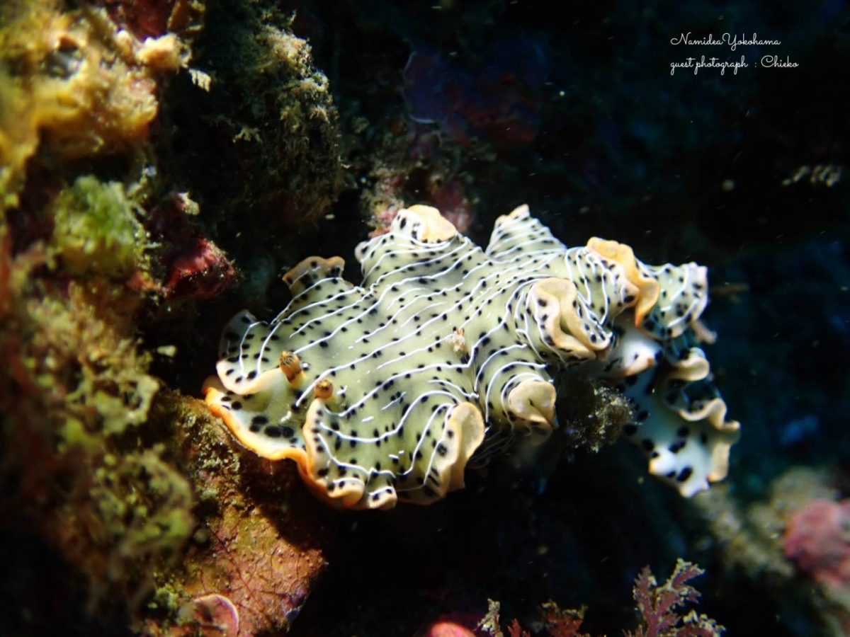 ホソジマオトメウミウシ