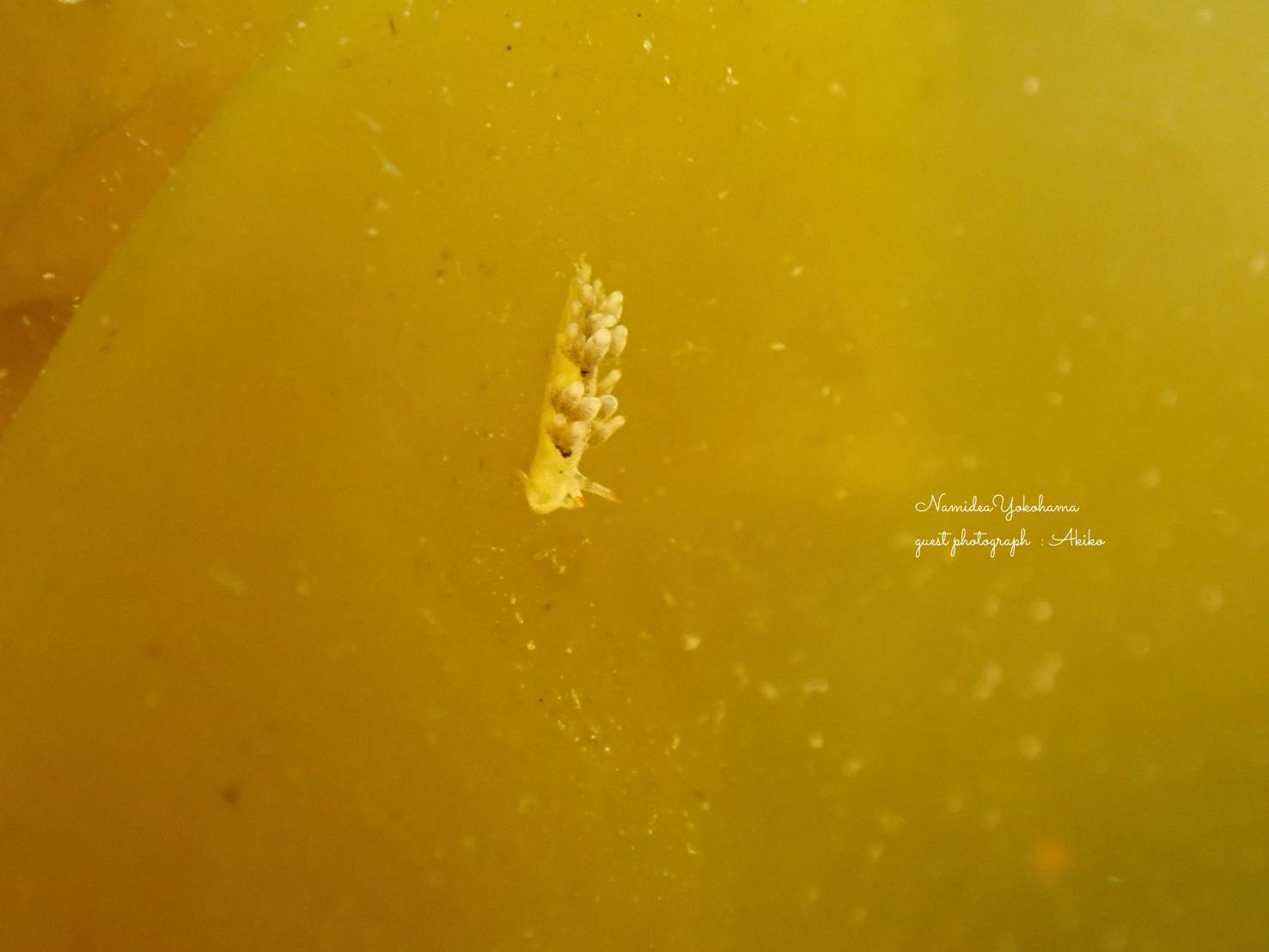 フクロノリとウミウシ