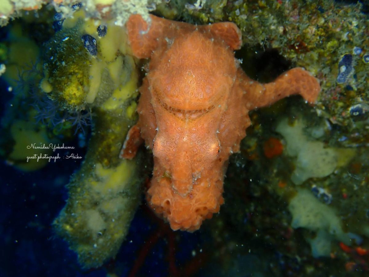 カエルアンコウ