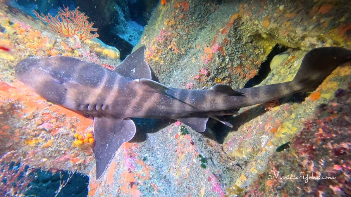 伊戸　ネコザメ