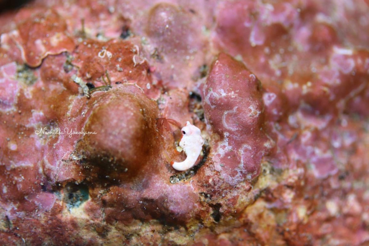 コウワンテグリ幼魚