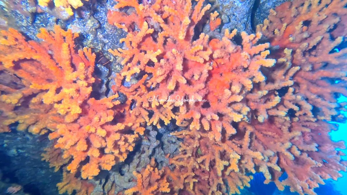 城ヶ島　オノミチキサンゴ