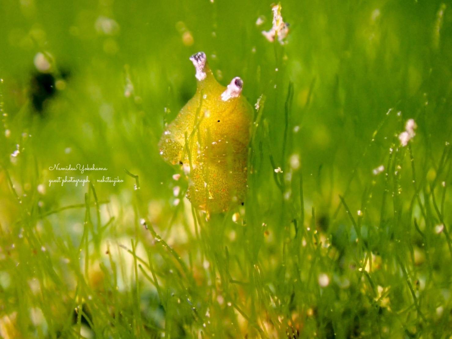 ヒラミルミドリガイ