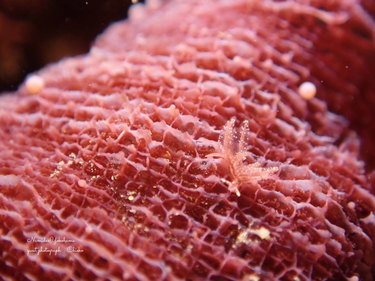 ベルグウミウシ