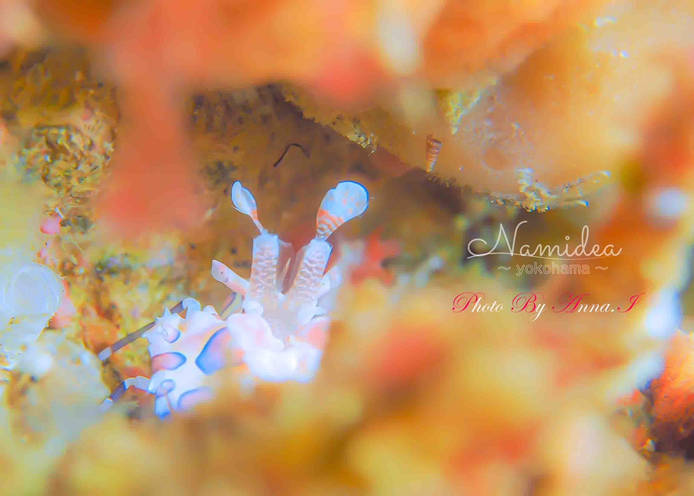 アイドル満載の北川ボート!