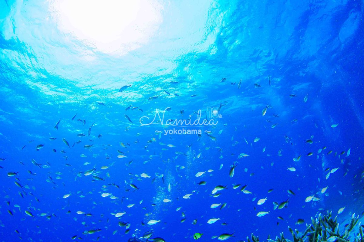 Namidea 春近し🌸