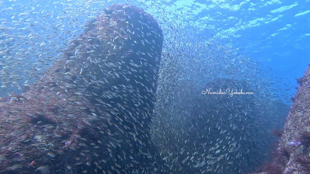 富戸 テトラポッド