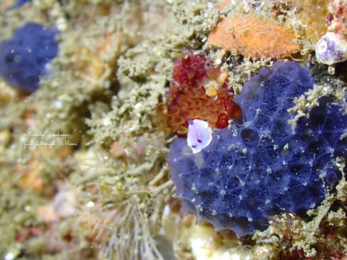 城ヶ島　カトウイロウミウシ