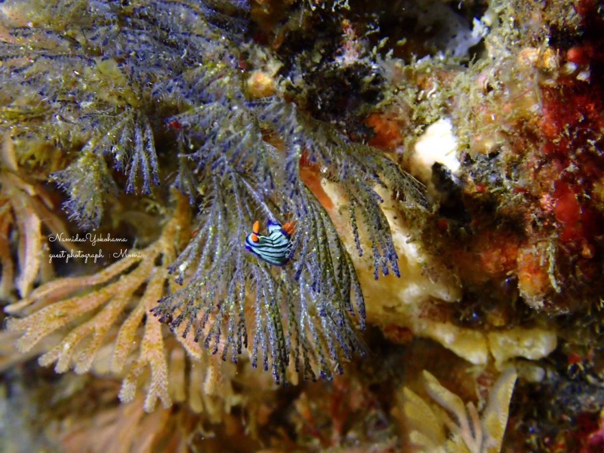 城ヶ島　クロスジリュウグウウミウシ