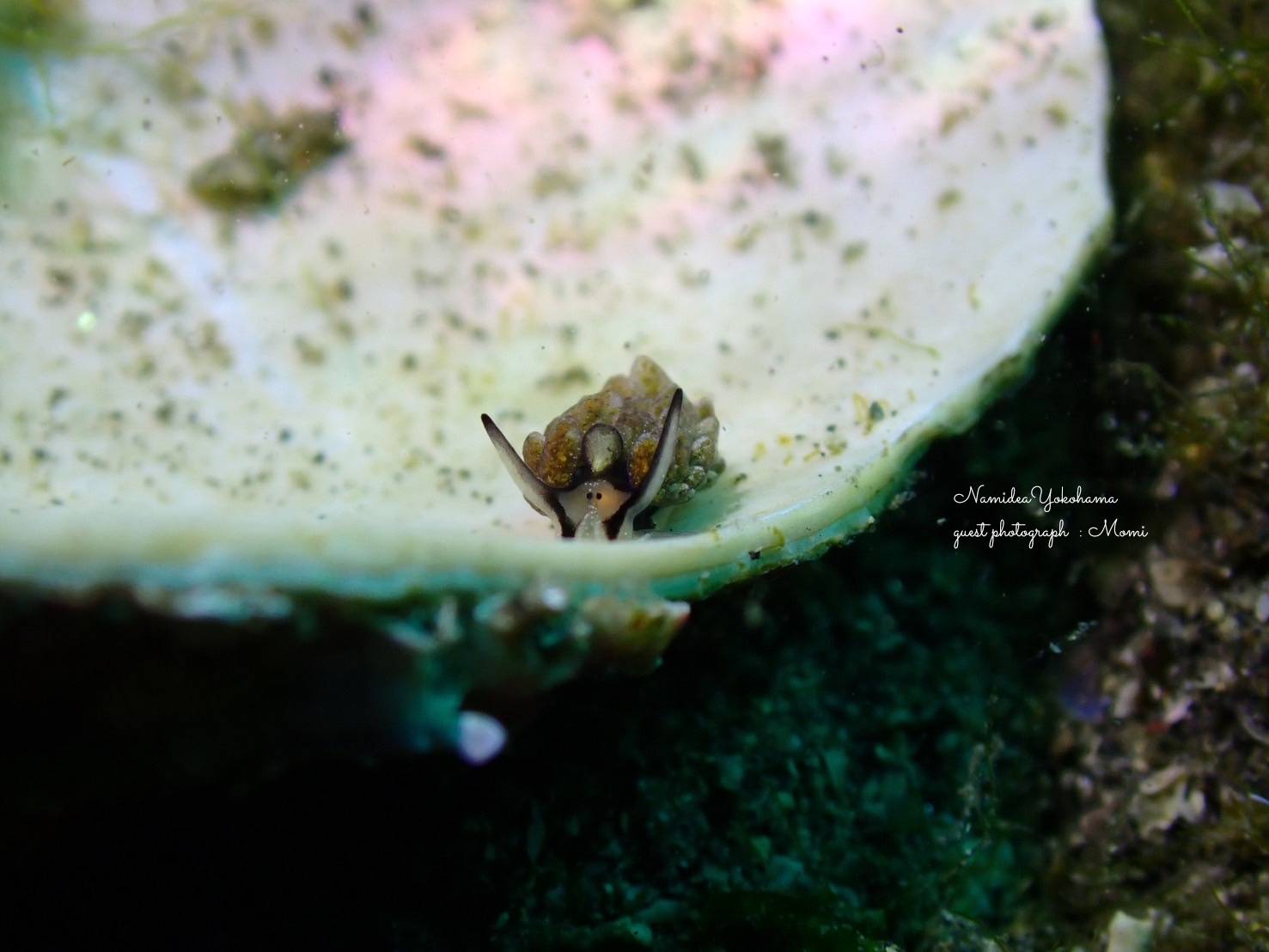 城ヶ島　オオアリモウミウシ