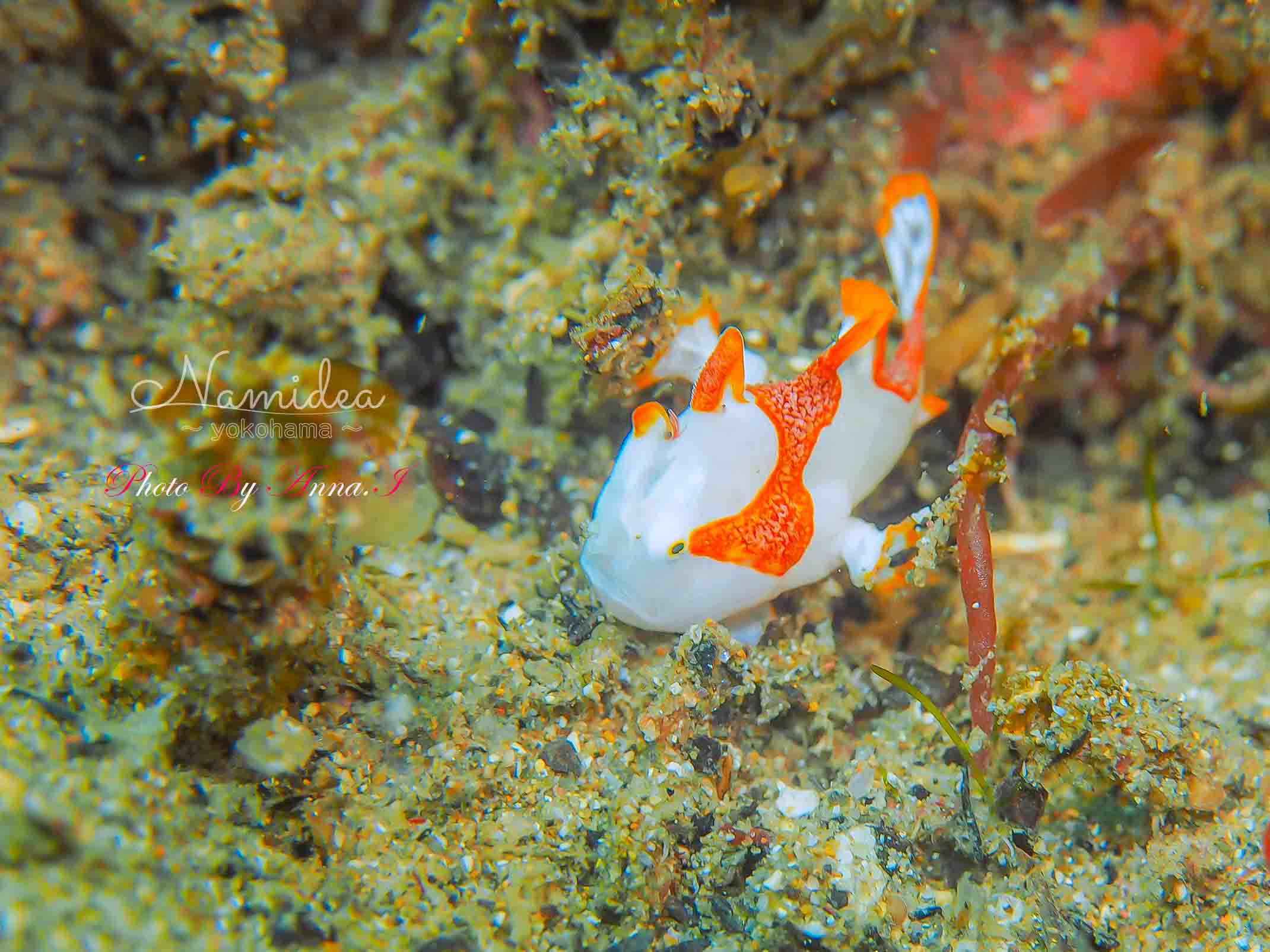 アイドル満載の北川ボート!