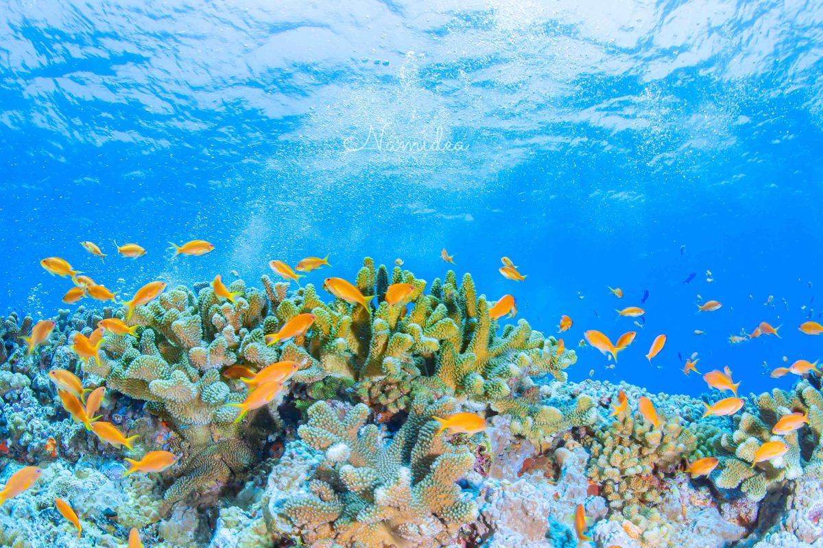 Namidea 連休最終日！