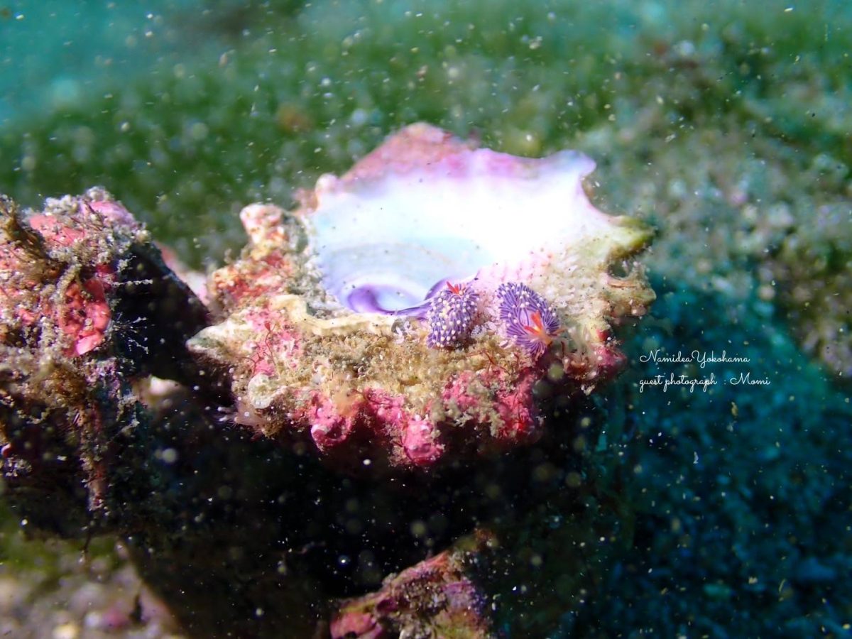 城ヶ島　ムラサキミノウミウシ