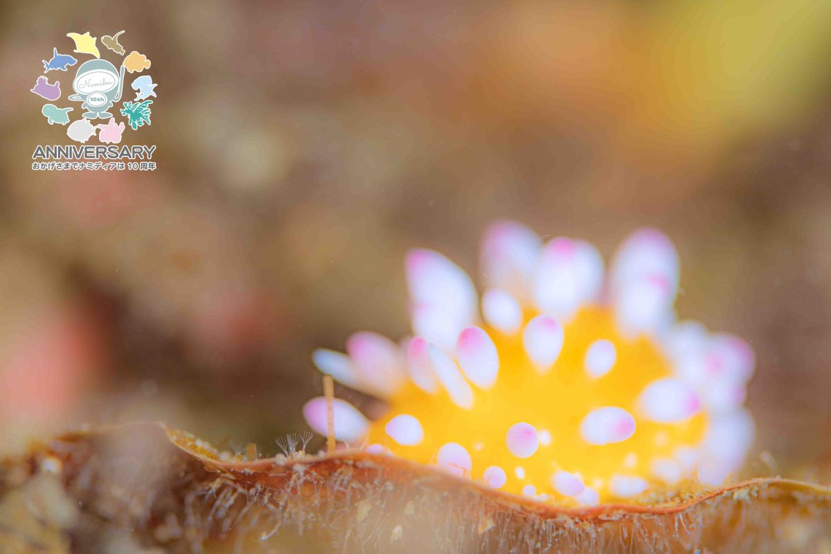 Namidea 今週はプール講習からスタート！